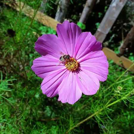 Haus Viktoria Apartman