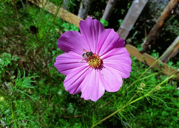 Haus Viktoria Apartamento